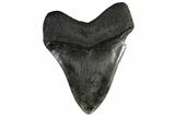 Fossil Megalodon Tooth - South Carolina #168025-1